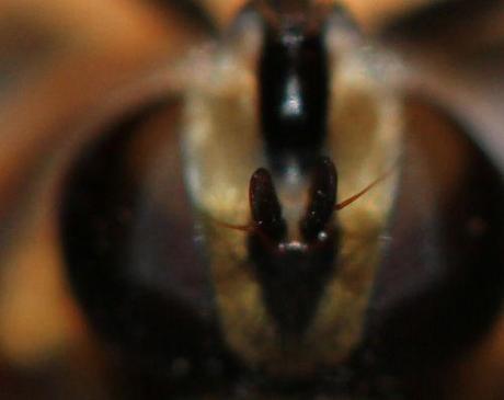 8 helophile 24 mai 2012 045.jpg