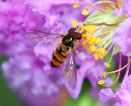 syrphe romi 19 juil 074.jpg