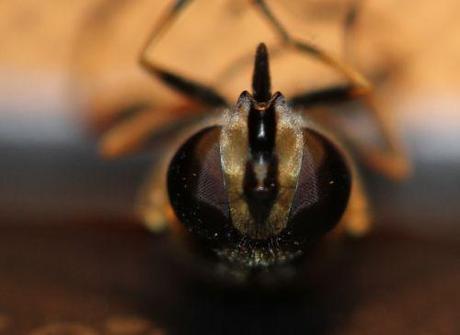 6 helophile 24 mai 2012 042.jpg