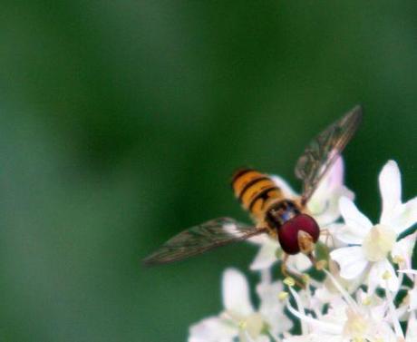 syrphe 17 juil 073.jpg