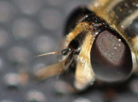 5 helophile 24 mai 2012 014.jpg