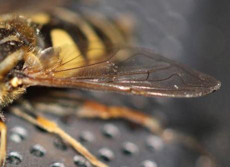 helophile aile 24 mai 2012 010.jpg