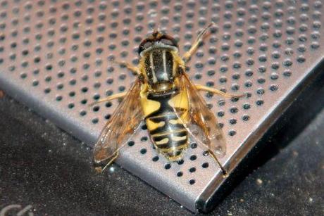 2 helophile 24 mai 2012 003.jpg