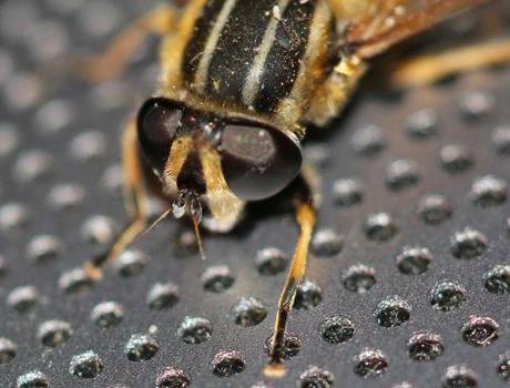 4 helophile 24 mai 2012 026.jpg