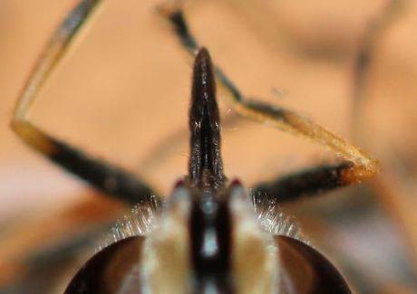 7 helophile 24 mai 2012 041.jpg