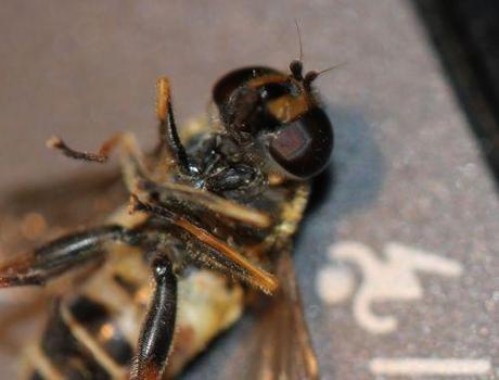 9 helophile 24 mai 2012 036.jpg