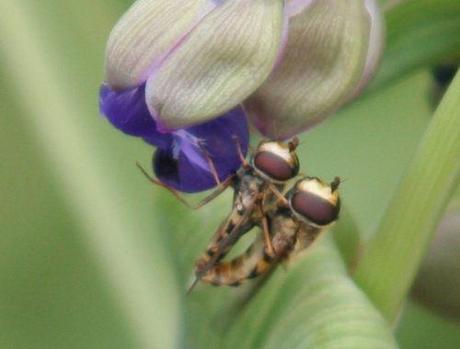 syrphes paris 8 juin 094.jpg