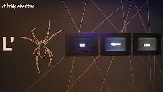 Les araignées s'exposent au Museum national d'histoire naturelle de Paris