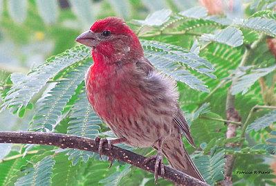 HOUSE-FINCH.jpg