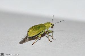 Pachyrhinus-lethierryi-2