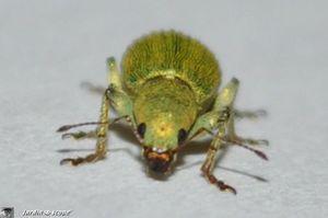 Pachyrhinus-lethierryi-5