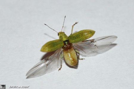 Pachyrhinus-lethierryi