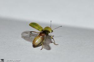 Pachyrhinus lethierryi