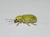 charançons squattent genévriers thuyas...