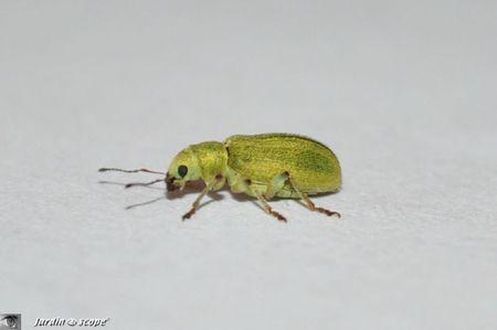 Pachyrhinus-lethierryi-4