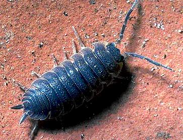 APPEL AUX MONTEURS ! update