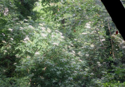 nigra 30 mai 2012 118.jpg