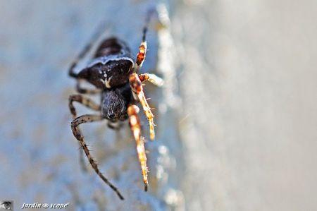 Araneus-angulatus-2