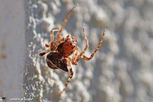 Araneus-angulatus