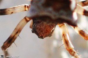 Araneus-angulatus-3