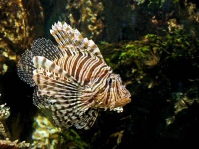 Astuce : photographier les poissons en aquarium