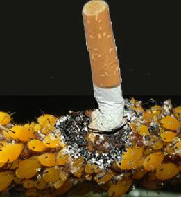 Journée sans tabac, mais sauf au jardin !