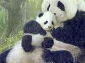 L'enfant Unique Panda