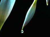 Lunes Kami Garcia Margaret Stohl Couverture résumé