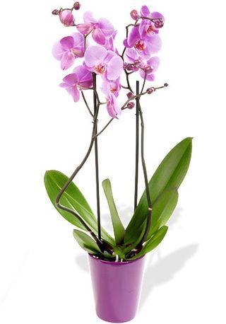 Inteflora_orchidée
