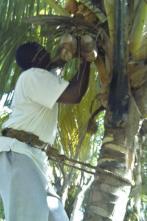 aide humanitaire projet cuba réinsertion cubain travail ferme agricole