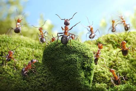 Les drôles de fourmis d’Andrey Pavlov