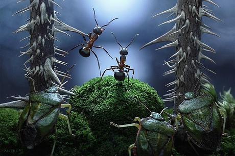 Les drôles de fourmis d’Andrey Pavlov