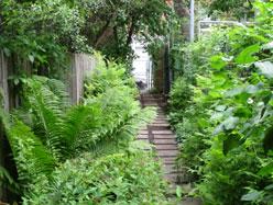 Ruelles vertes - La nature reprend sa place