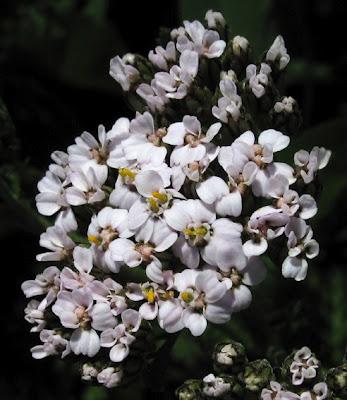 Achillée, Grémil et Sanicle