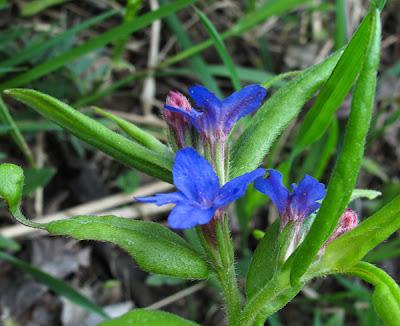 Achillée, Grémil et Sanicle