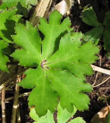 Achillée, Grémil et Sanicle