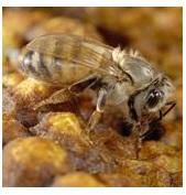 PESTICIDES: Le Ministre de l’Agriculture au secours des abeilles butineuses – Science- Anses