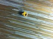 tortue Daguerre, Winnie l'ourson tête Toto