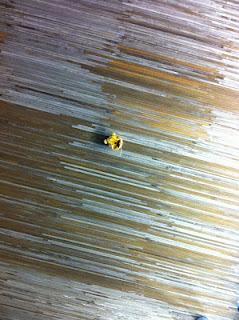 La tortue de la rue Daguerre, Winnie l'ourson et la tête à Toto