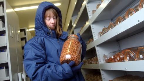 Svalbard et Kew : deux banques de semences mondiales