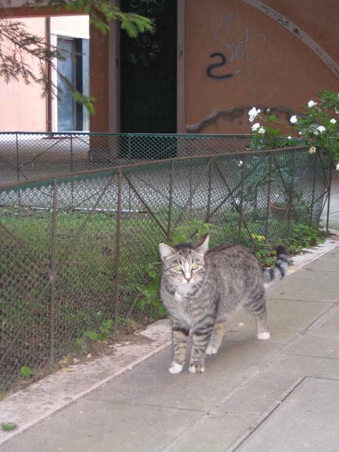 Chats et leurs maisons...