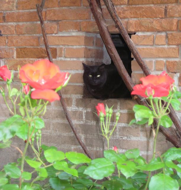Chats et leurs maisons...