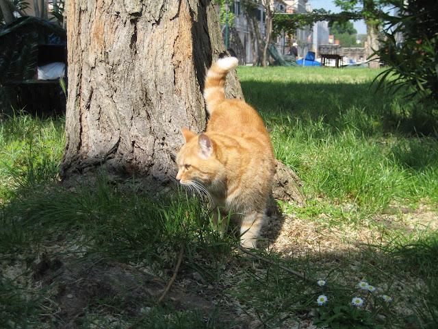 Chats et leurs maisons...