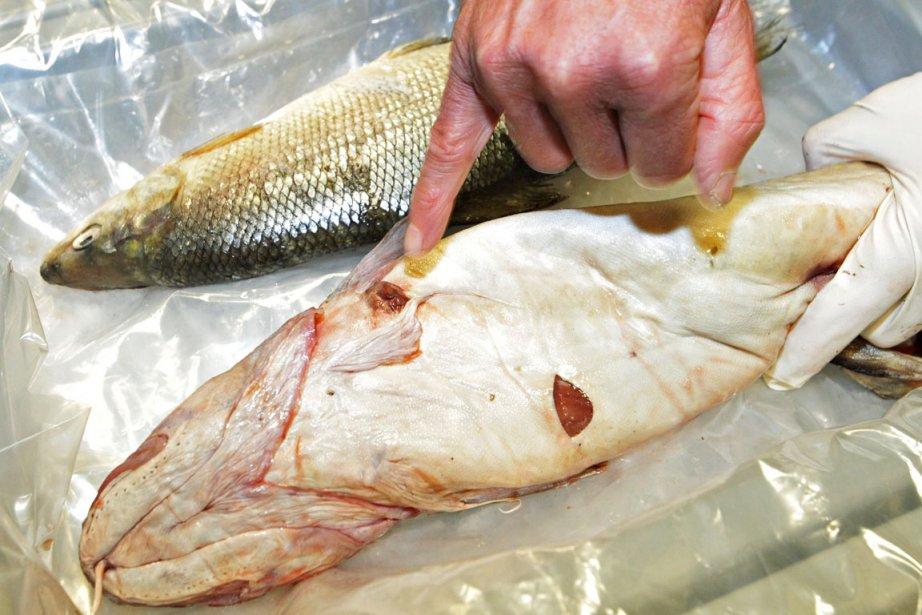 Poissons déformés: les sables bitumineux montrés du doigt