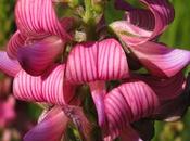 Sainfoin, Campanule, Centaurée Vesce