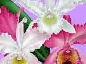 Bonne fête toutes mamans