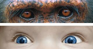 Est-ce que nous devons tout au chien ?