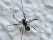 Difficile d'identifier espèces dans cette famille petites araignées...