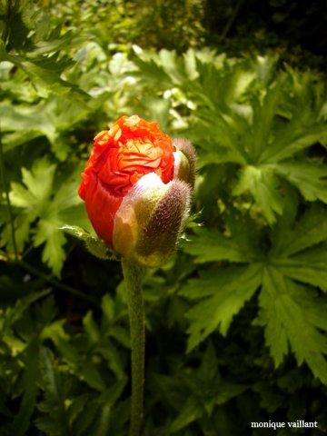 Promenade à Wavrin.