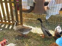 Journée de l'environnement à Pierrevert